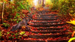 Steps woods leaves ground trees 2 - the ground and trees free wallpaper