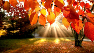 Tree leaves light branches park - branch free wallpaper