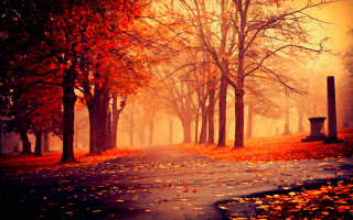 Park path trees leaves bench 2 - a path in a park free wallpaper