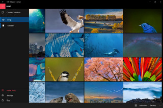Birds flowers collage nature colorful - a collage free wallpaper