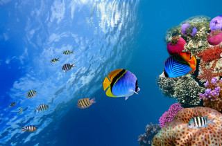 Fish swimming blue ocean coral 4 - other fish free wallpaper
