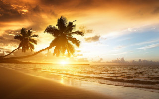 Tropical beach sunset palm trees 2 - a tropical beach free wallpaper