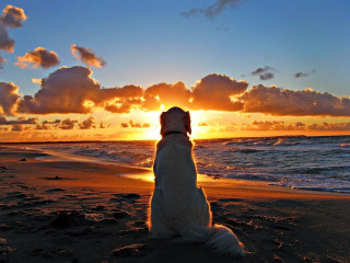 Dog beach sunset ocean clouds - the beach free wallpaper