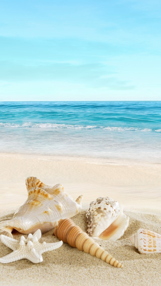 Seashell starfish beach sand ocean - near free wallpaper