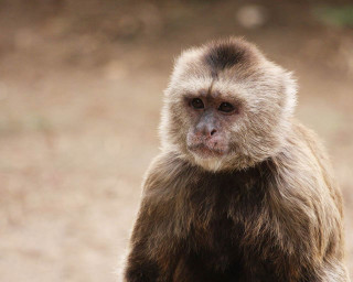 Monkey sitting rock camera blurry - a monkey free wallpaper
