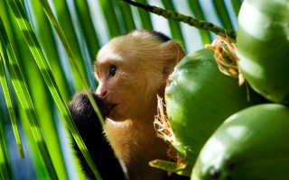 Monkey sitting tree green coconuts - alex petruk ape free wallpaper