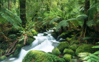 Lush green forest stream waterfall 2 - a stream free wallpaper