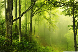Green forest path trees background - fog in the air free wallpaper