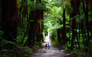 Two people walking forest path - elizabeth durack free wallpaper