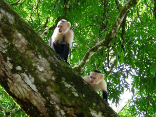Monkeys forest branch leaves sunlight - free nature wallpaper