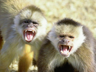 Monkeys growling mouths open camera - tachisme free wallpaper