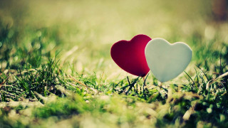 Two hearts grass sunlight sitting - two heart free wallpaper