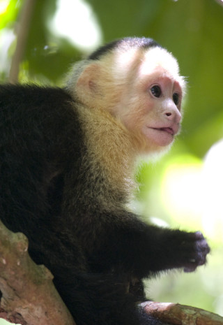 White black monkey tree branch - alex petruk ape free wallpaper