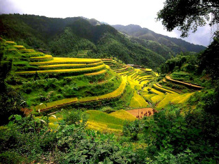 Lush green hillside yellow flowers - a few person free wallpaper