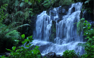 Waterfall forest trees plants nature 2 - a waterfall in the middle of a forest free wallpaper