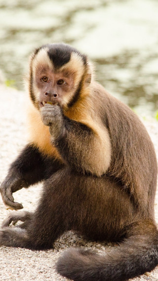 Monkey sitting eating looking camera - alex petruk ape free wallpaper
