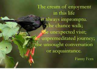 Black bird branch quote great - great free wallpaper