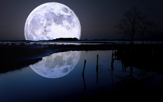 Full moon water tree dark - a tree in the foreground free wallpaper