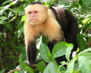 Monkey standing tree leaves around - alex petruk ape free wallpaper