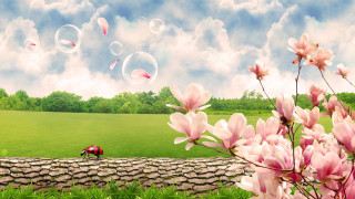 Field red truck pink flowers - a red truck free wallpaper