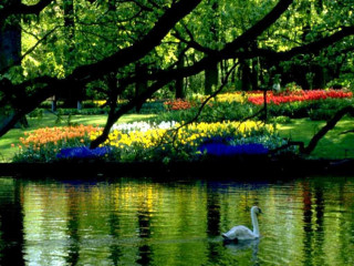 Swan swimming pond flowers trees - a park setting free wallpaper