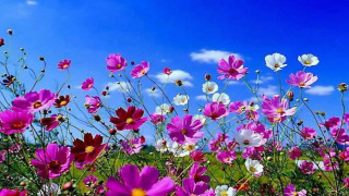Field of flowers blue sky 2 - a field of flowers free wallpaper