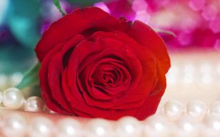 Red rose table pearls beaded - a single red rose free wallpaper