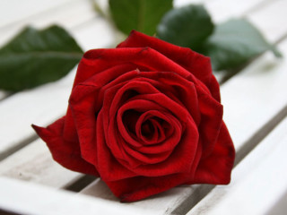 Red rose white bench green - rose free wallpaper