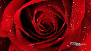 Red rose macro water droplets - petal free wallpaper