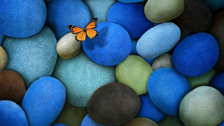 Butterfly sitting rock blue green 5 - a rock free wallpaper