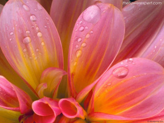 Pink flower water droplets green 11 - petal free wallpaper