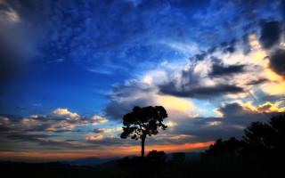 Tree silhouette cloudy sky sunset - blue sky free wallpaper