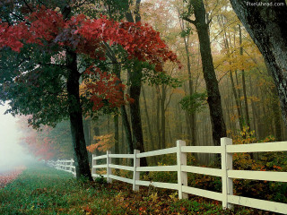 White fence forest autumn matte - a white fence free wallpaper