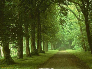Dirt road surrounded by trees 2 - tree and grass free wallpaper