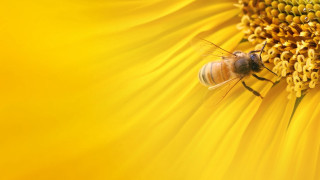 Bee sitting sunflower yellow background - a bee free wallpaper