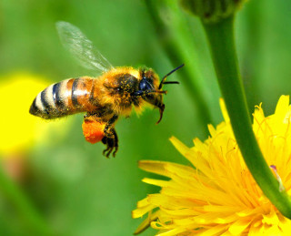 Bee flying yellow flower green - a bee free wallpaper