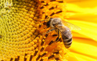 Bee sunflower wings spread looking - a bee free wallpaper