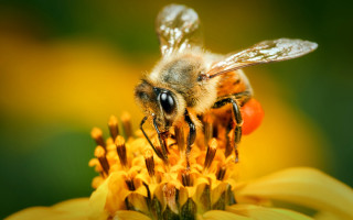 Bee yellow flower macro ecological - a bee free wallpaper
