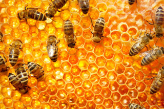 Bees honeycomb honey cells background - macro photography free wallpaper