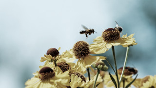Bee yellowflowers blueSky macro angelwings - a bee free wallpaper