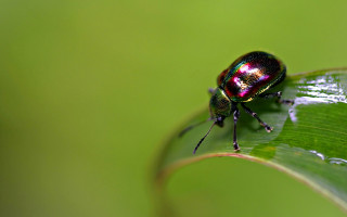 Beetle green leaf water drops 2 - drop of water free wallpaper