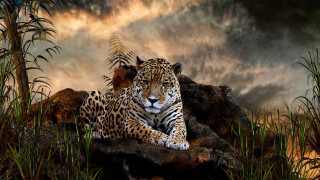 Leopard rock grass cloudy sky - carlos catasse free wallpaper for desktop