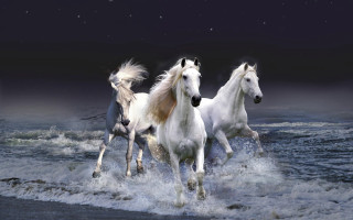 Three white horses running water 2 - a full moon in the background free wallpaper