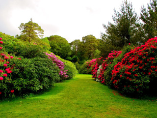 Lush green field flower path - lot of flowers free wallpaper