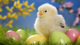 Small chicken grass eggs flowers - the grass next free wallpaper