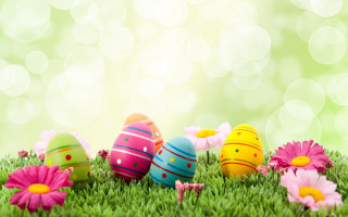 Colorful eggs grass daisies sunny - naive free wallpaper