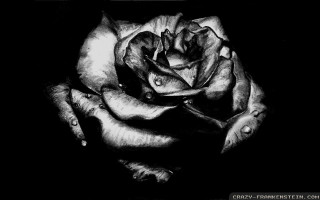 Rose water droplets black white 2 - a charcoal drawing free wallpaper