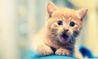 Surprised kitten paws blue surface - a small kitten free wallpaper