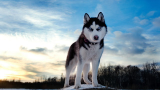 Husky dog rock snow sunset - a husky dog free wallpaper