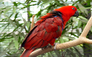 Red parrot branch leaves forest - a branch in a tree free wallpaper